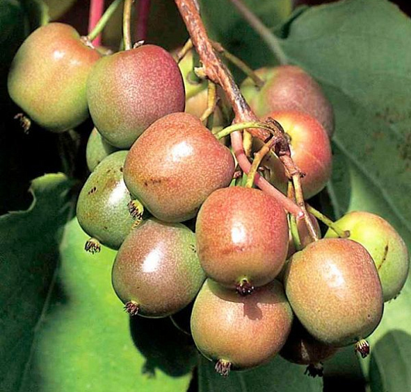 Актинидия Аргута 'Женева'